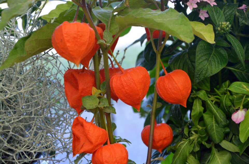 Color orange fruit flowers