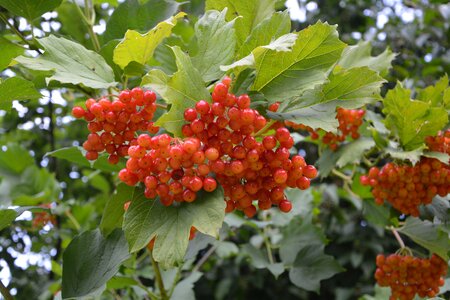 Garden red fruits green leaves photo