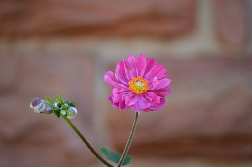 Summer petal floral