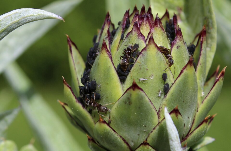 Ants aphids ants and aphids