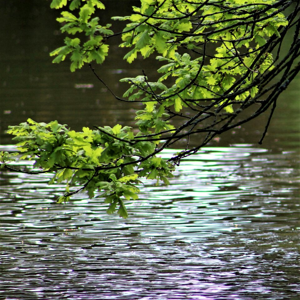 River leaf lake