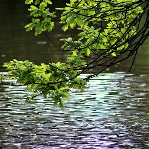 River leaf lake photo