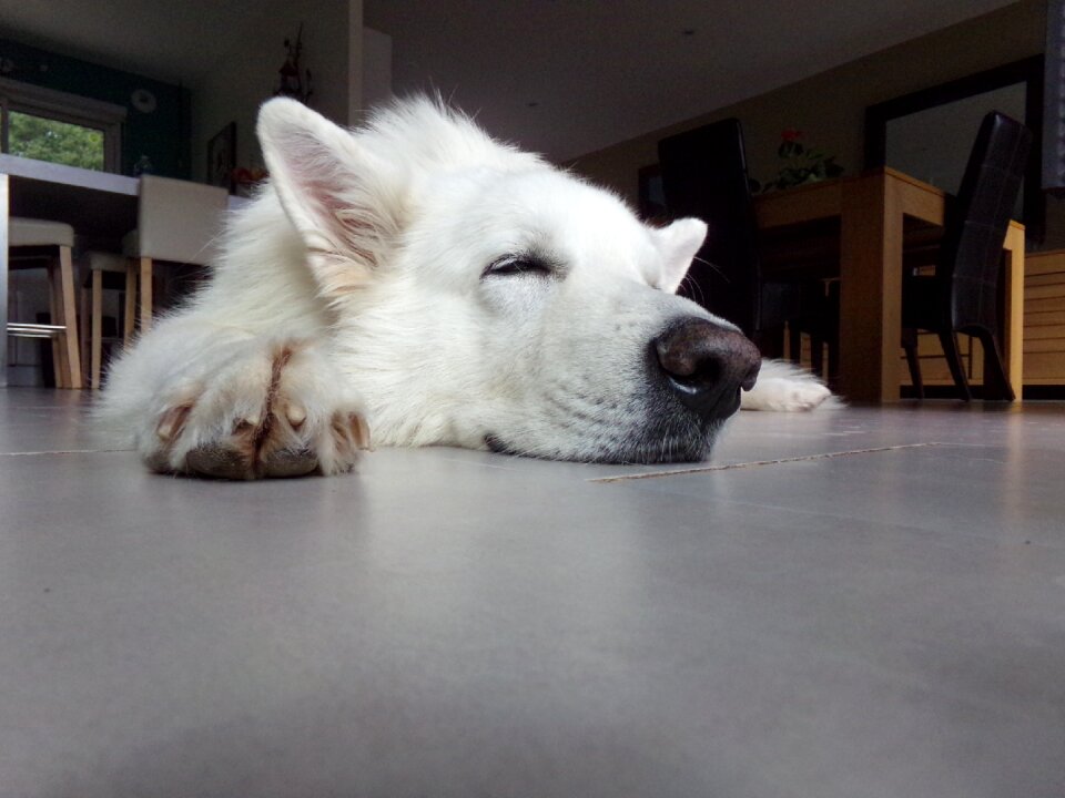 Dog dog sleeping animals