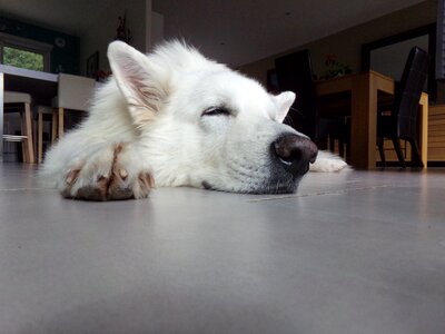 Dog dog sleeping animals