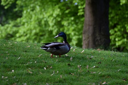 Park grass duck photo
