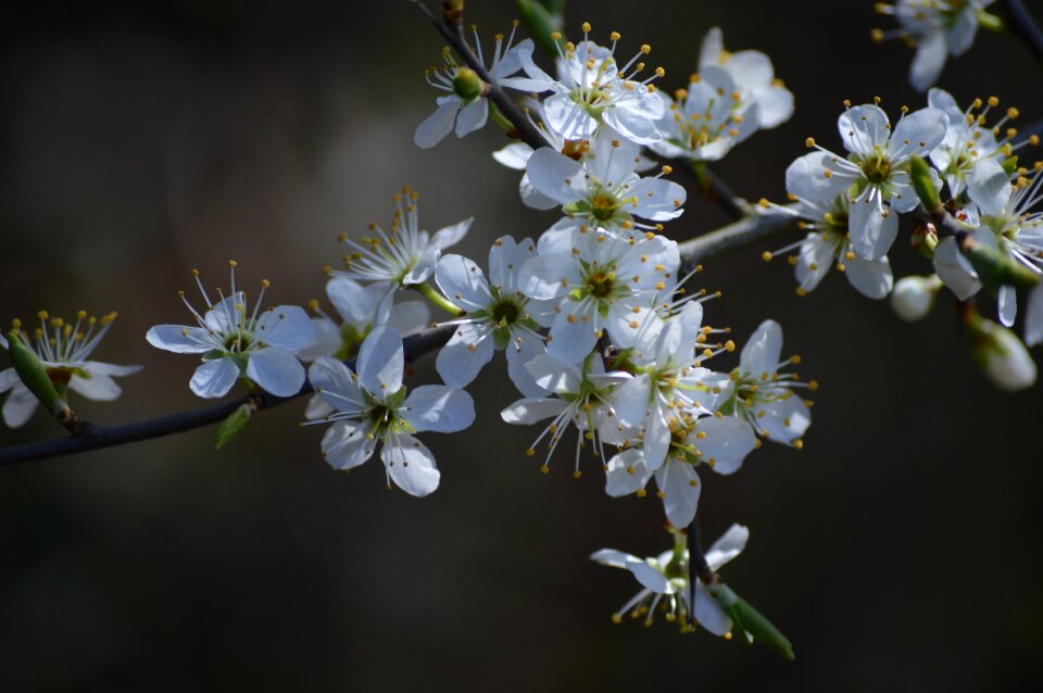 Tree branch petal