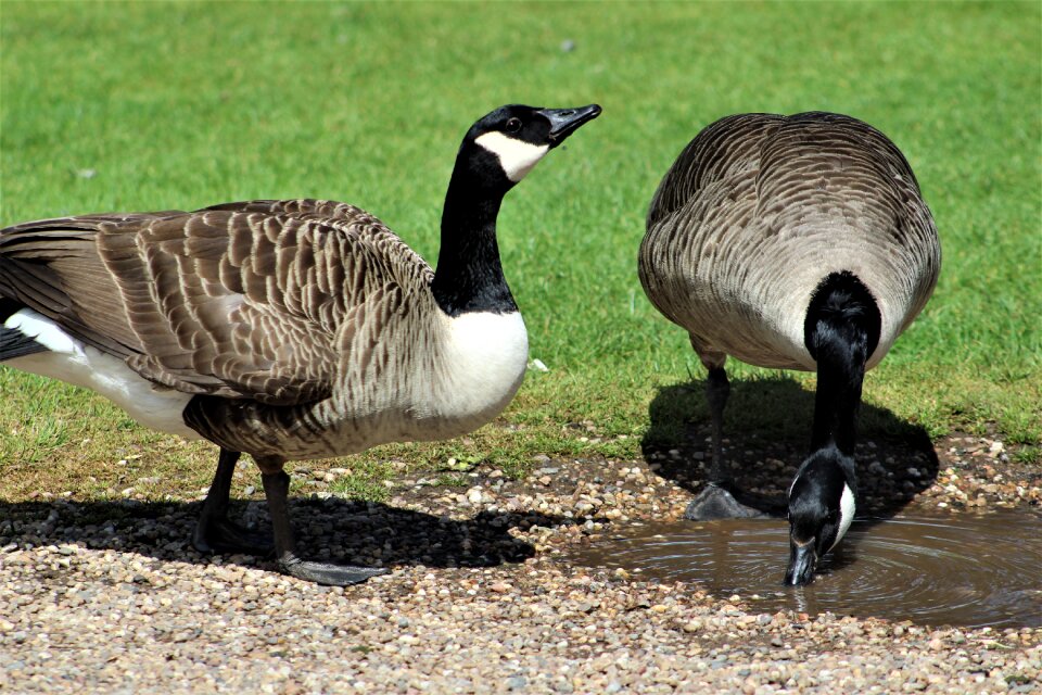 Duck wildlife waterfowl