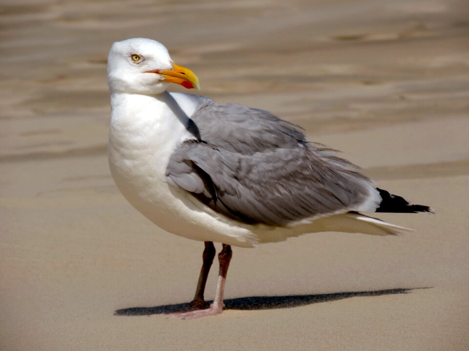 Seevogel animal sea
