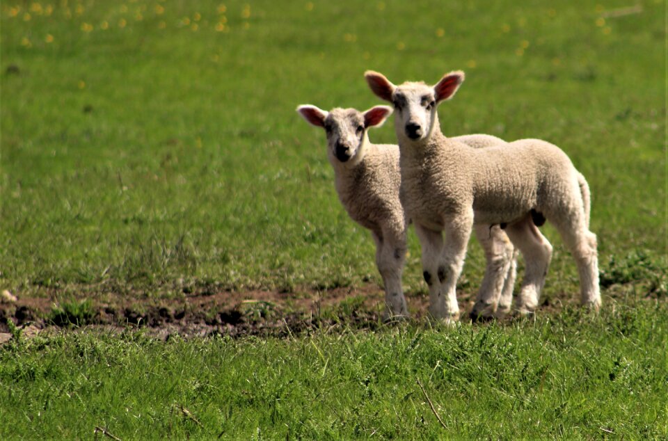 Hayfield animal baby sheep