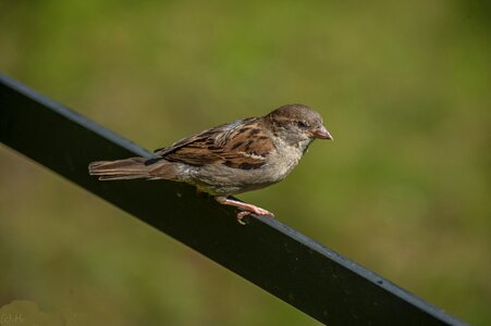 Bill feather animal world photo