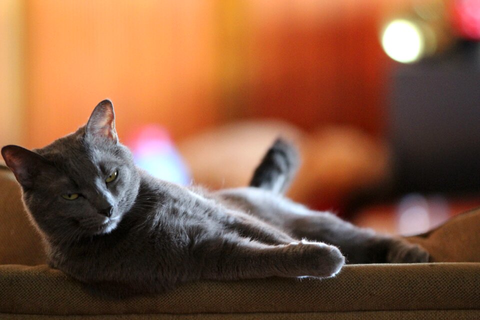 Kitten pet domestic