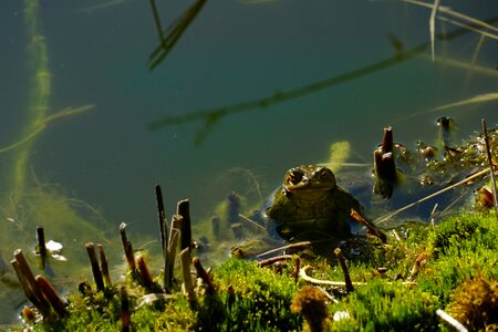 Nature toad pond