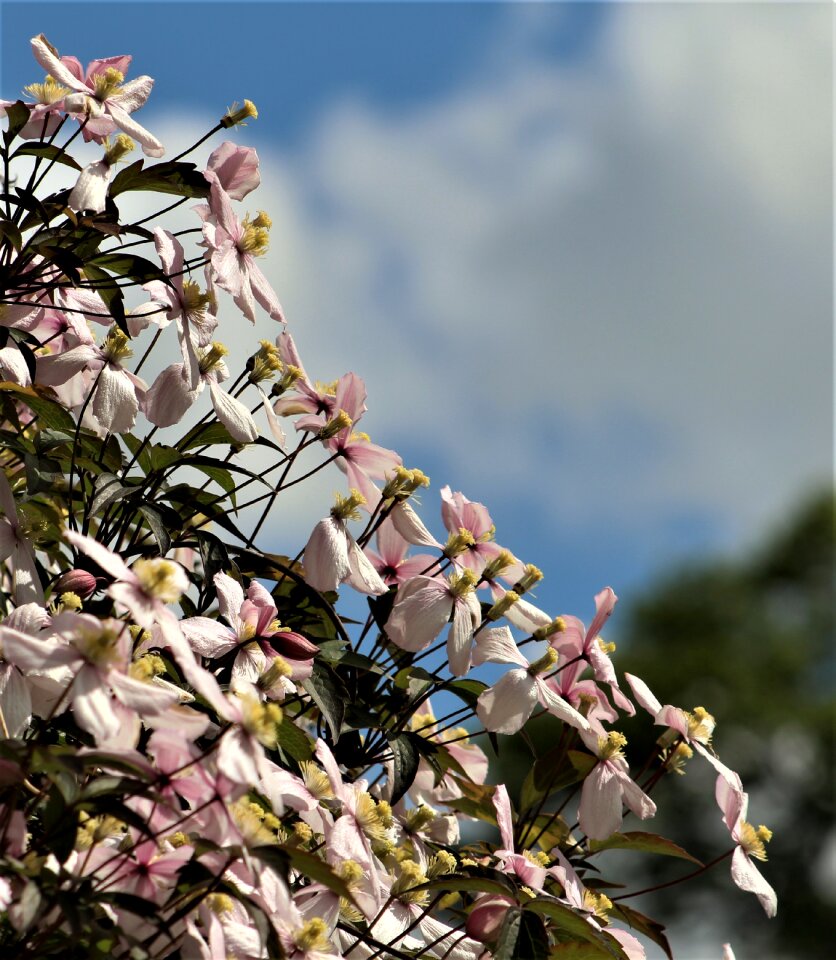 Tree branch summer photo