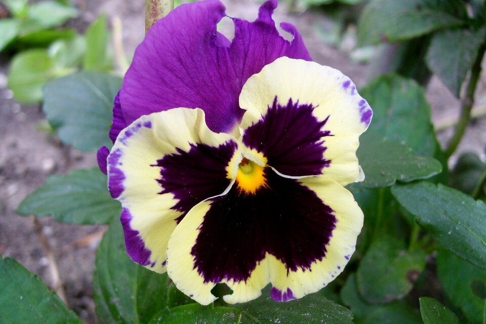 Colored beauty macro
