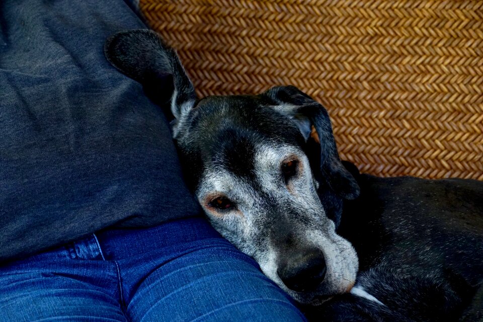 Animal great dane lying