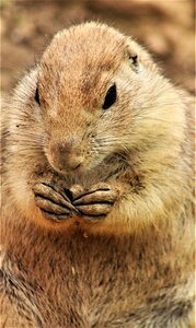 Animal wildlife rodent