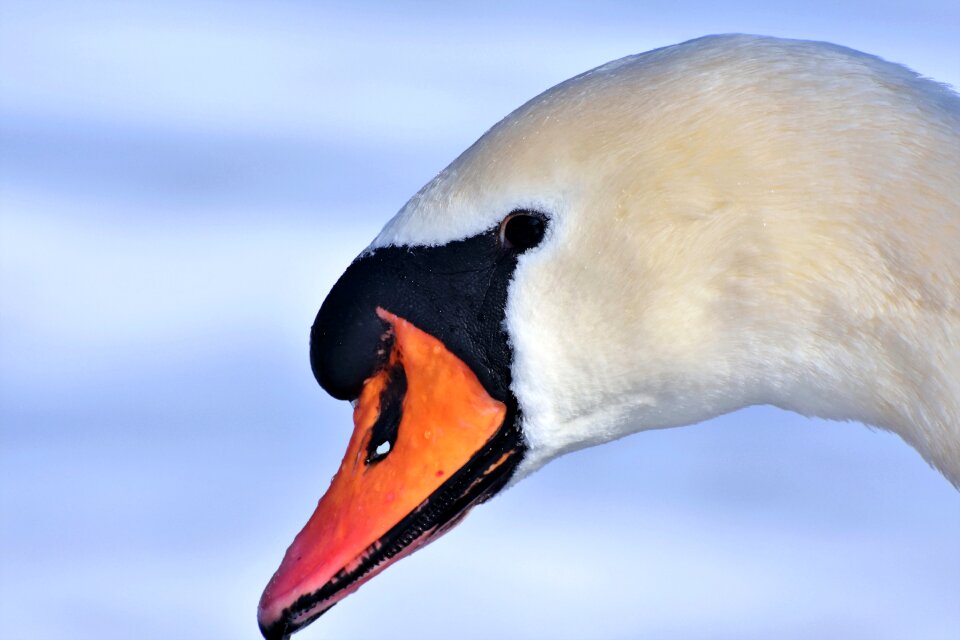 Pride waterfowl bird