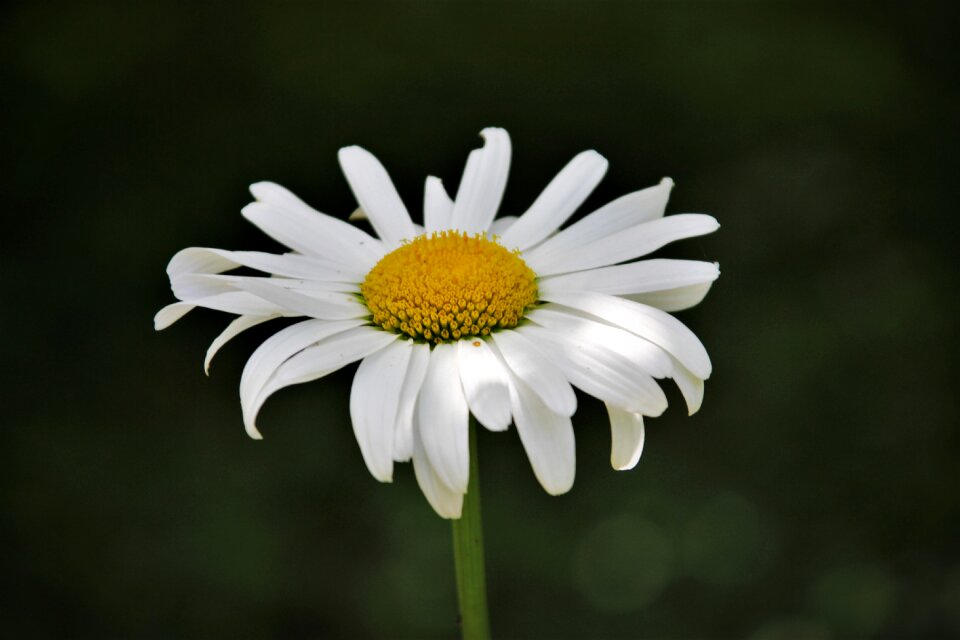 Summer flowers white flowers