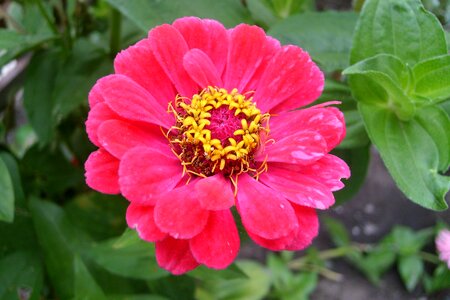Red flower nature plant photo