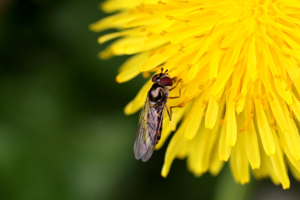 Outdoor bee flower
