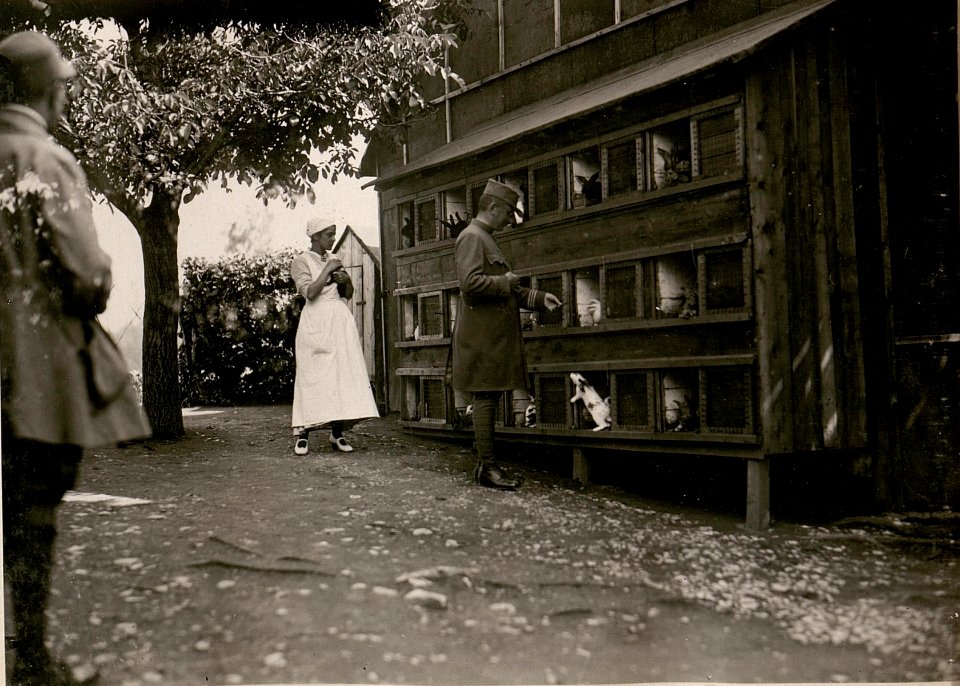 Feldspital in Törl.Maglern.Kaninchenzucht. (15-6.1917.) (BildID 15799041)