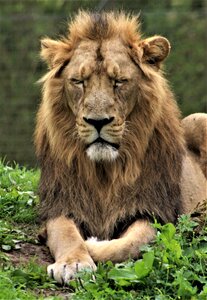 Carnivore animal lion photo