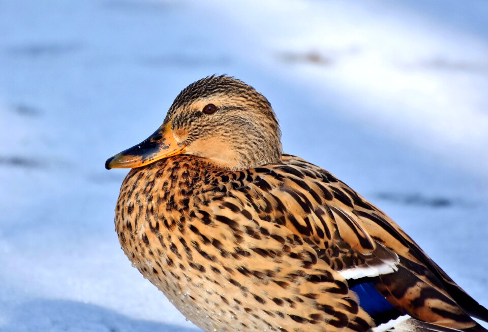 Mallard bird feather