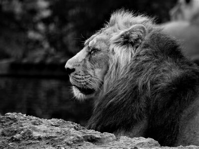 Outdoors animal carnivore