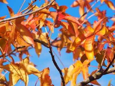 Emerge fall color colorful leaves photo