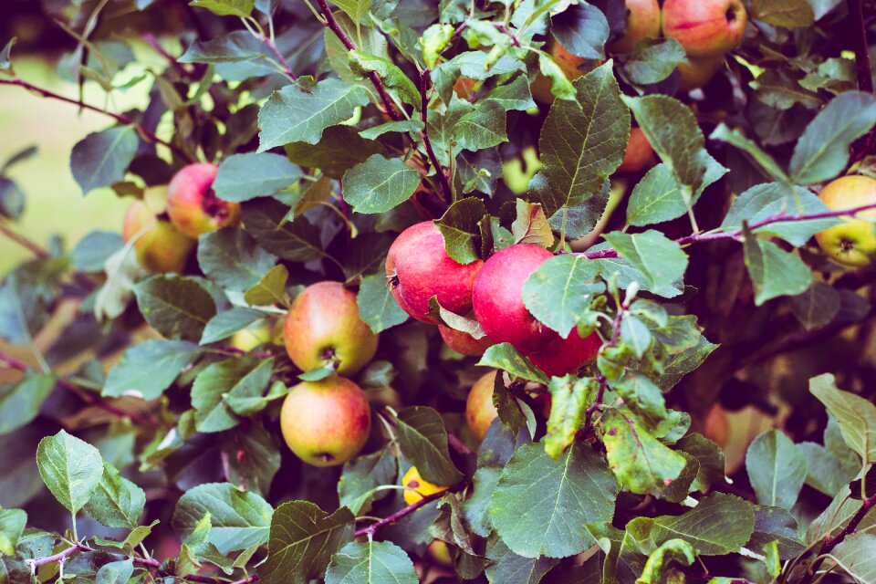 Fruit red apple