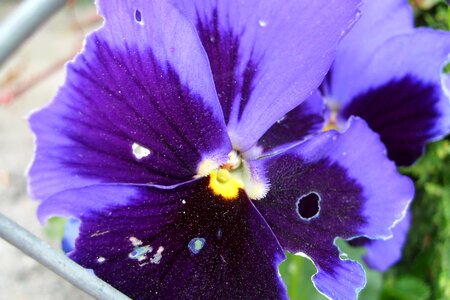 Pansy flower violet