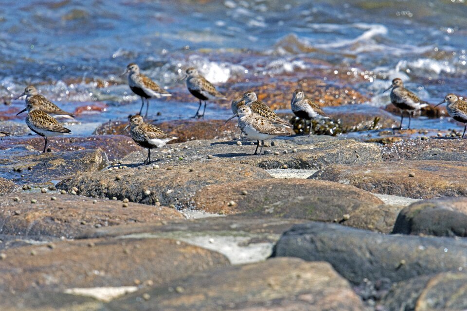 Birds limicoline north sea