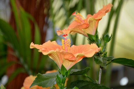Orange garden plant