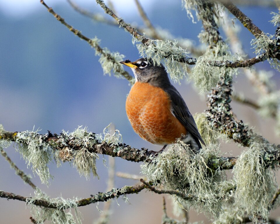 Animal songbird robin