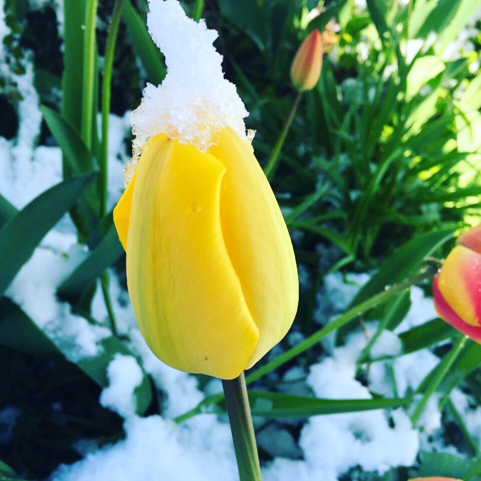 Snow cold ice