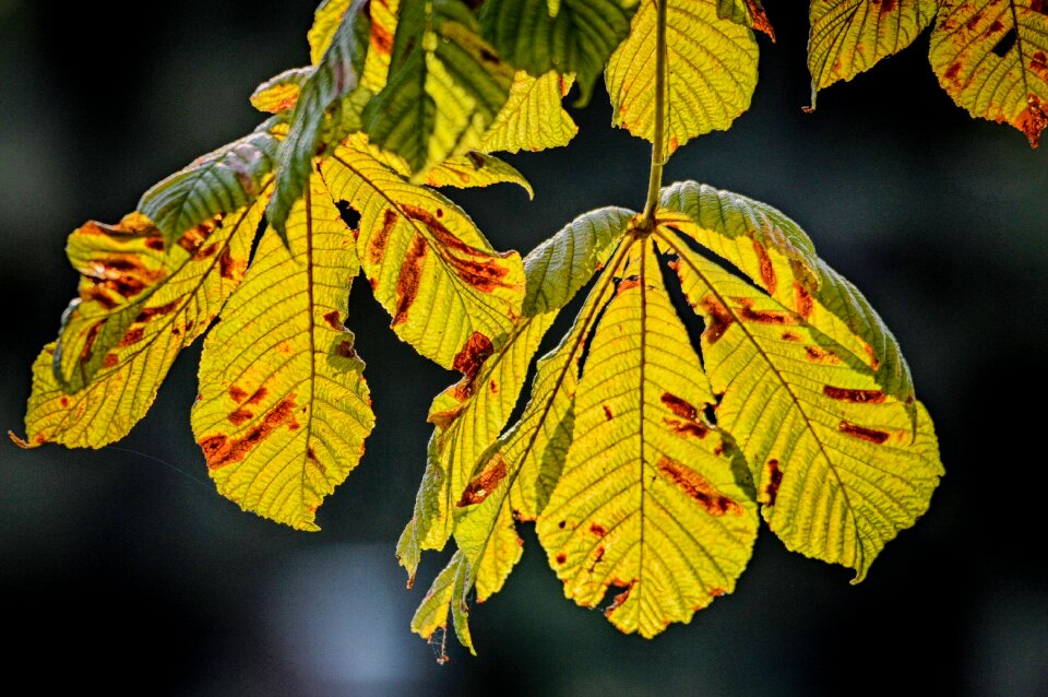 Grain leaves fall colors