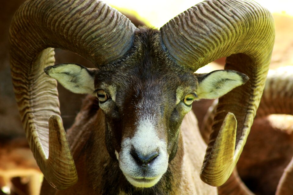Horned ungulate animal portrait