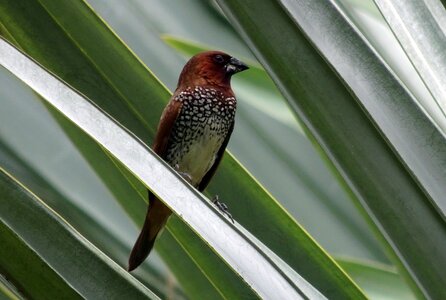 Avian wildlife finch photo