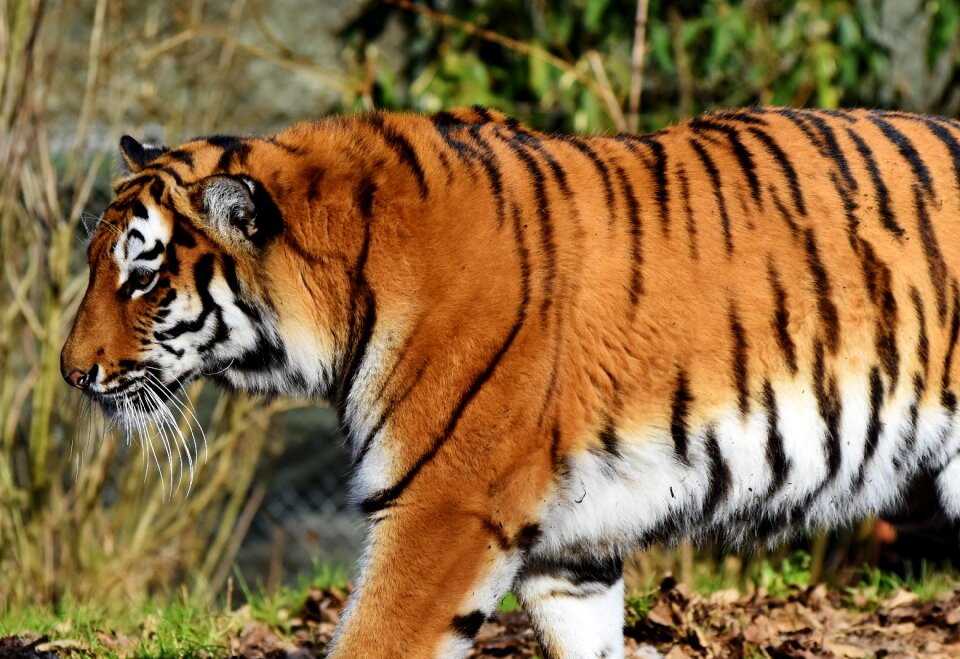 Wildcat tiger head tongue