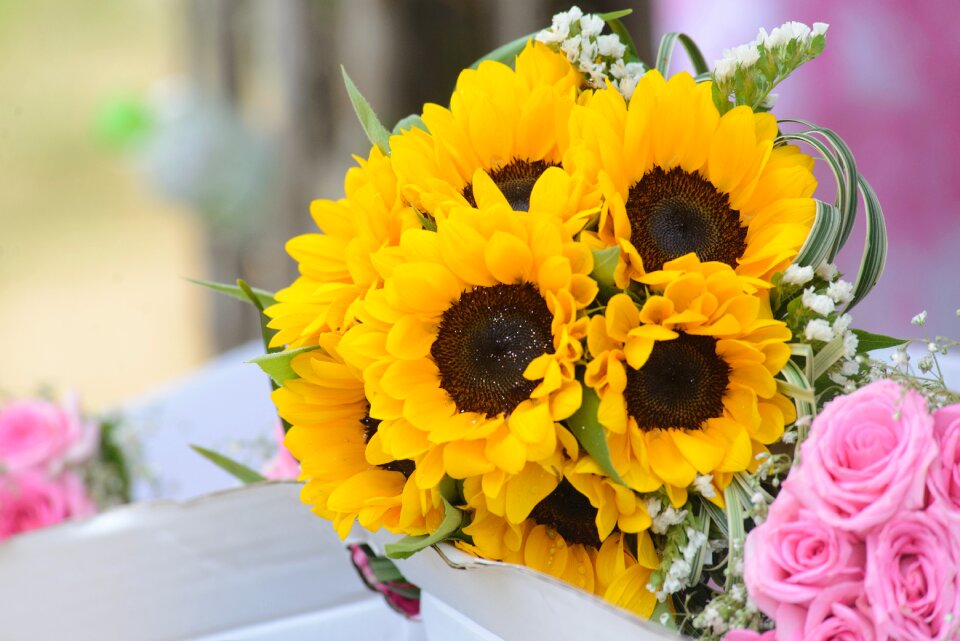 Gold beautiful flowers the sun