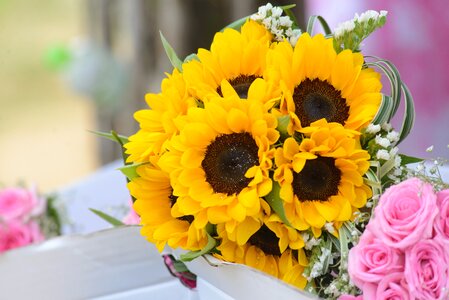 Gold beautiful flowers the sun
