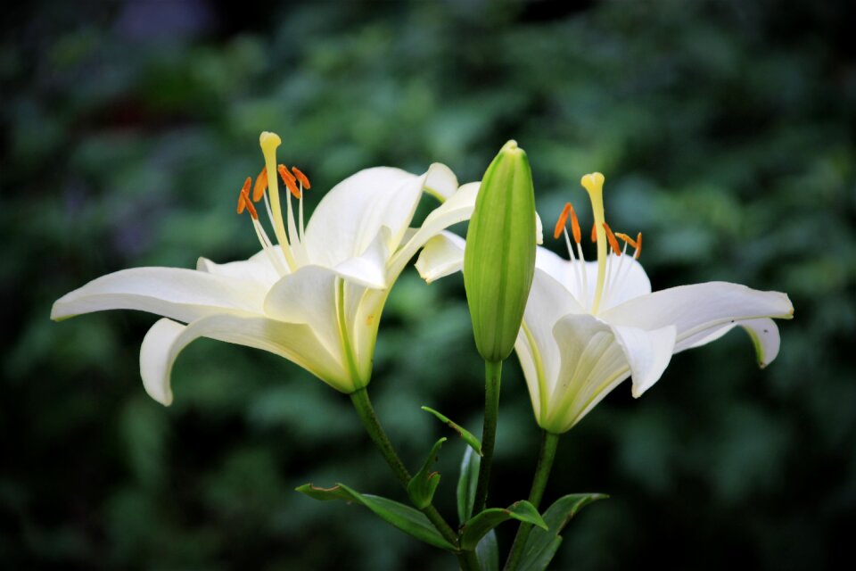 Nature summer garden