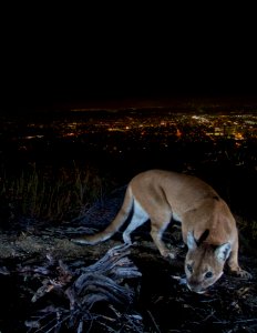 Female Mountain Lion in Verdugos (29991901293) photo