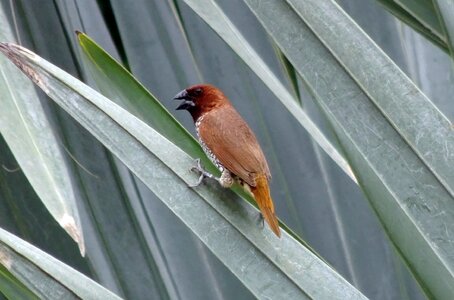 Avian wildlife finch photo