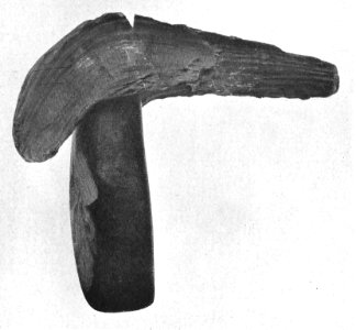 Felsgesteinsbeil in ursprünglichen Schäftungsresten, gefunden bei Biederitz (Schäftung 22 cm lang)