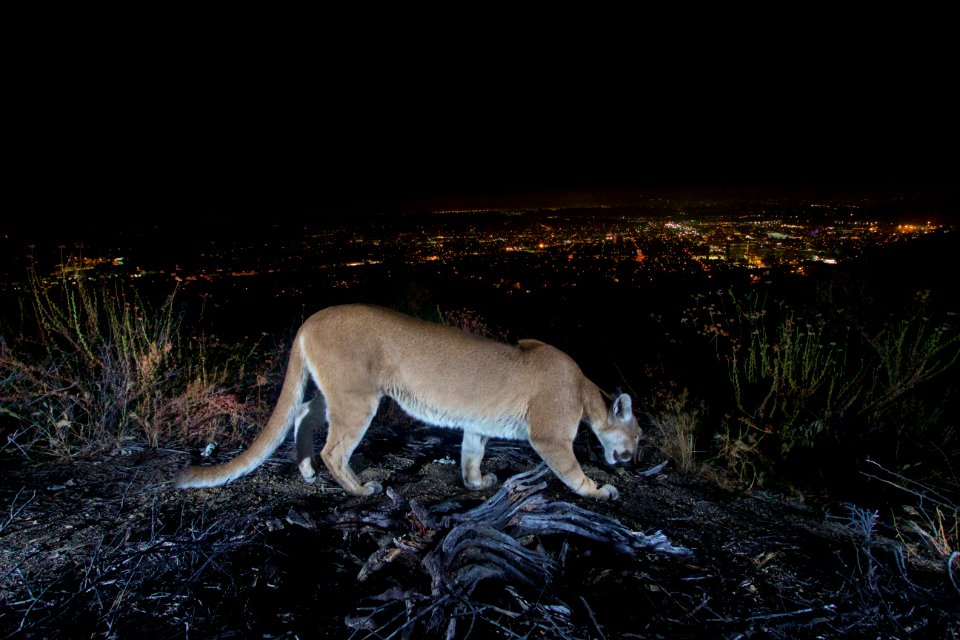 Female Mountain Lion in Verdugos (29991904973)