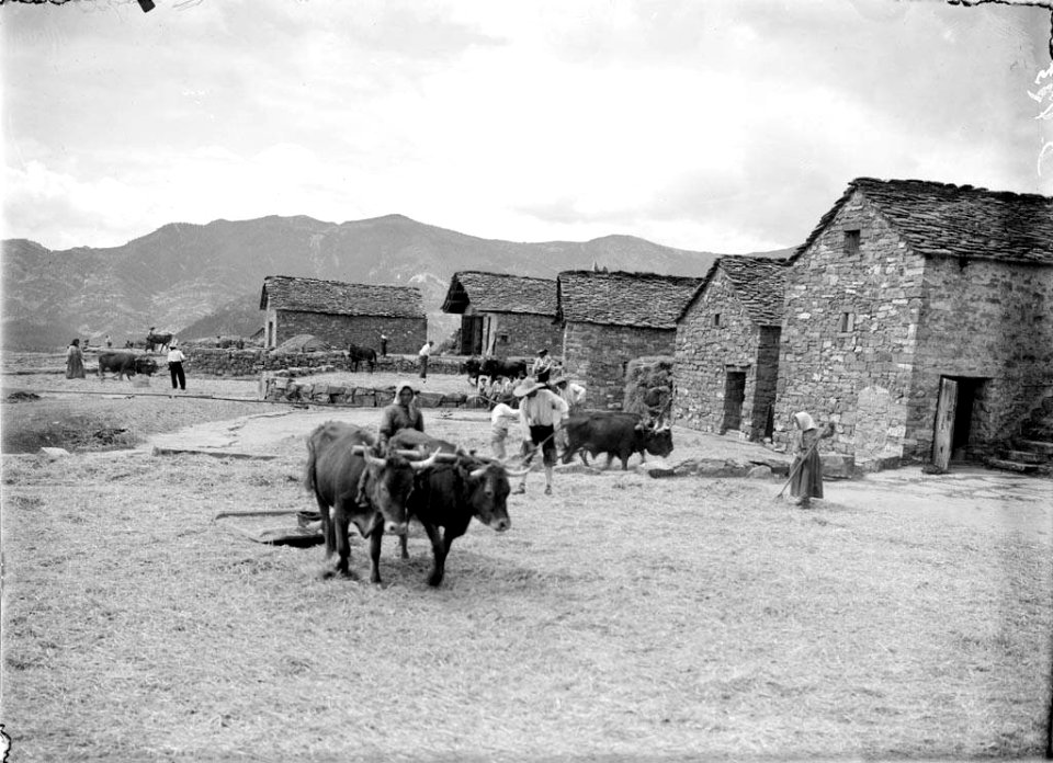 Fent la batuda a Buerba