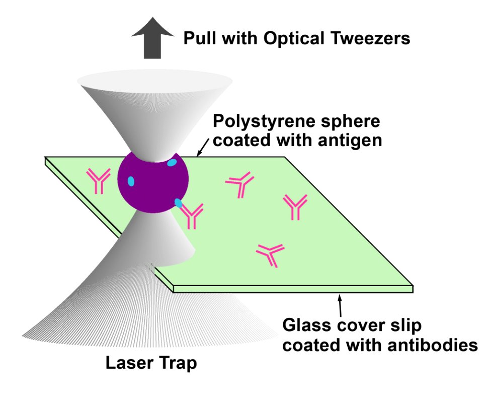 Femtomolar Optical Tweezers (5881942888)