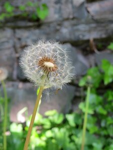 Plant flower summer