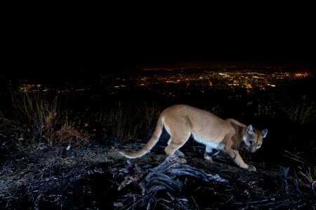 Female Mountain Lion in Verdugos (29991903353) photo